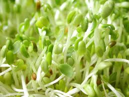 Salmonella linked to sprouts