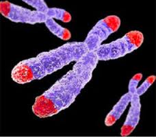 Telomeres seen here and the end of DNA strands