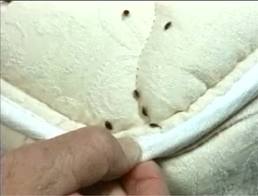 Officials Meet at BedBug Summit