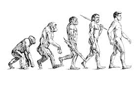 Human Evolution