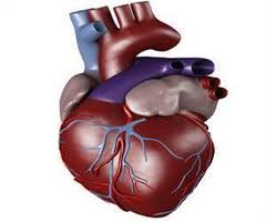 New Risk Factor of Heart Disease Identified