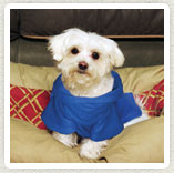 snuggies-for-dogs