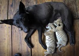 Liger Cubs in China being Mothered by a Dog