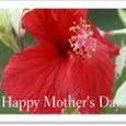 <!-- AddThis Sharing Buttons above -->
                <div class="addthis_toolbox addthis_default_style " addthis:url='http://newstaar.com/free-ecards-are-a-popular-mothers-day-alternative/353308/'   >
                    <a class="addthis_button_facebook_like" fb:like:layout="button_count"></a>
                    <a class="addthis_button_tweet"></a>
                    <a class="addthis_button_pinterest_pinit"></a>
                    <a class="addthis_counter addthis_pill_style"></a>
                </div>With Mother’s day on the horizon, time is running out to find that perfect Mother’s Day Card. Like many things digital, Mother’s day cards and other greeting cards for holidays and special occasions are being purchased online more and more. The numbers are growing for […]<!-- AddThis Sharing Buttons below -->
                <div class="addthis_toolbox addthis_default_style addthis_32x32_style" addthis:url='http://newstaar.com/free-ecards-are-a-popular-mothers-day-alternative/353308/'  >
                    <a class="addthis_button_preferred_1"></a>
                    <a class="addthis_button_preferred_2"></a>
                    <a class="addthis_button_preferred_3"></a>
                    <a class="addthis_button_preferred_4"></a>
                    <a class="addthis_button_compact"></a>
                    <a class="addthis_counter addthis_bubble_style"></a>
                </div>