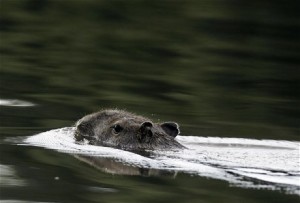 capybara pictures