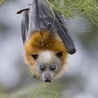 New Bat FLU Virus Discovered in Guatemalan Fruit Bats Says CDC 