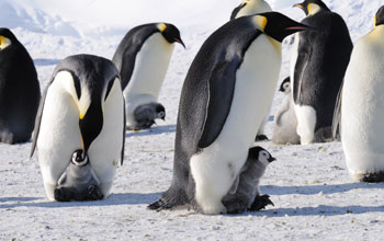 Emperor Penguin Numbers Higher than Thought in Antarctica based on New Satellite Research