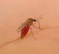 NSF Reports on New Mosquito Repellant Just in time for Summer