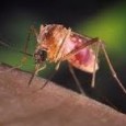 <!-- AddThis Sharing Buttons above -->
                <div class="addthis_toolbox addthis_default_style " addthis:url='http://newstaar.com/cdc-predicts-worst-year-for-west-nile-virus-as-cases-and-death-toll-rises-%e2%80%93-how-to-protect-yourself/356492/'   >
                    <a class="addthis_button_facebook_like" fb:like:layout="button_count"></a>
                    <a class="addthis_button_tweet"></a>
                    <a class="addthis_button_pinterest_pinit"></a>
                    <a class="addthis_counter addthis_pill_style"></a>
                </div>Recent information from the Centers for Disease Control and Prevention (CDC) indicate that cases of West Nile Virus infection, as well as cases of death from the West Nile Virus are up substantially. The agency data showed a 40% increase in cases of the virus […]<!-- AddThis Sharing Buttons below -->
                <div class="addthis_toolbox addthis_default_style addthis_32x32_style" addthis:url='http://newstaar.com/cdc-predicts-worst-year-for-west-nile-virus-as-cases-and-death-toll-rises-%e2%80%93-how-to-protect-yourself/356492/'  >
                    <a class="addthis_button_preferred_1"></a>
                    <a class="addthis_button_preferred_2"></a>
                    <a class="addthis_button_preferred_3"></a>
                    <a class="addthis_button_preferred_4"></a>
                    <a class="addthis_button_compact"></a>
                    <a class="addthis_counter addthis_bubble_style"></a>
                </div>