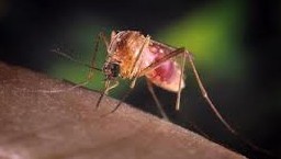 CDC Predicts Worst Year for West Nile Virus as Cases and Death Toll Rises – How to Protect Yourself 