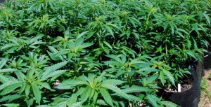 Amendment 64 Passes in Colorado Making Marijuana Legal for Recreational Use