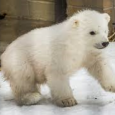 <!-- AddThis Sharing Buttons above -->
                <div class="addthis_toolbox addthis_default_style " addthis:url='http://newstaar.com/alaskas-orphaned-polar-bear-cub-kali-flies-to-the-buffalo-zoo/357642/'   >
                    <a class="addthis_button_facebook_like" fb:like:layout="button_count"></a>
                    <a class="addthis_button_tweet"></a>
                    <a class="addthis_button_pinterest_pinit"></a>
                    <a class="addthis_counter addthis_pill_style"></a>
                </div>In a statement this week, the U.S. Fish and Wildlife Service announced that Kali, an orphaned polar bear cub, is being flown from the Alaska Zoo to the Buffalo Zoo. Kali, a 65-pound cub, was rescued in March from the Point Lay area of Alaska […]<!-- AddThis Sharing Buttons below -->
                <div class="addthis_toolbox addthis_default_style addthis_32x32_style" addthis:url='http://newstaar.com/alaskas-orphaned-polar-bear-cub-kali-flies-to-the-buffalo-zoo/357642/'  >
                    <a class="addthis_button_preferred_1"></a>
                    <a class="addthis_button_preferred_2"></a>
                    <a class="addthis_button_preferred_3"></a>
                    <a class="addthis_button_preferred_4"></a>
                    <a class="addthis_button_compact"></a>
                    <a class="addthis_counter addthis_bubble_style"></a>
                </div>