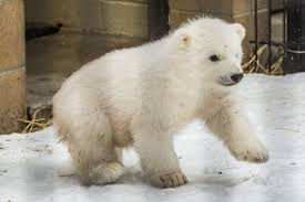 Alaska’s Orphaned Polar Bear Cub Kali Flies to the Buffalo Zoo