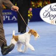 <!-- AddThis Sharing Buttons above -->
                <div class="addthis_toolbox addthis_default_style " addthis:url='http://newstaar.com/watch-purina-national-dog-show-live-online-video-stream-of-nbc-coverage/359221/'   >
                    <a class="addthis_button_facebook_like" fb:like:layout="button_count"></a>
                    <a class="addthis_button_tweet"></a>
                    <a class="addthis_button_pinterest_pinit"></a>
                    <a class="addthis_counter addthis_pill_style"></a>
                </div>With the Thanksgiving Day parade concluded, the next television tradition on this day for many is watching the Purina National Dog Show on NBC. This year thanks to an online video stream from NBC, viewers can watch the National Dog Show live online. For our […]<!-- AddThis Sharing Buttons below -->
                <div class="addthis_toolbox addthis_default_style addthis_32x32_style" addthis:url='http://newstaar.com/watch-purina-national-dog-show-live-online-video-stream-of-nbc-coverage/359221/'  >
                    <a class="addthis_button_preferred_1"></a>
                    <a class="addthis_button_preferred_2"></a>
                    <a class="addthis_button_preferred_3"></a>
                    <a class="addthis_button_preferred_4"></a>
                    <a class="addthis_button_compact"></a>
                    <a class="addthis_counter addthis_bubble_style"></a>
                </div>