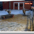 <!-- AddThis Sharing Buttons above -->
                <div class="addthis_toolbox addthis_default_style " addthis:url='http://newstaar.com/children-flock-to-reindeer-cam-to-see-santas-reindeer-live-online-video/359342/'   >
                    <a class="addthis_button_facebook_like" fb:like:layout="button_count"></a>
                    <a class="addthis_button_tweet"></a>
                    <a class="addthis_button_pinterest_pinit"></a>
                    <a class="addthis_counter addthis_pill_style"></a>
                </div>Last week we reported on the Reindeer-Cam, an online camera video stream which allows children to see Santa’s reindeer live online. Since then, the volume of online viewers, including kids and parents, who have gone on the internet to see the live video stream of […]<!-- AddThis Sharing Buttons below -->
                <div class="addthis_toolbox addthis_default_style addthis_32x32_style" addthis:url='http://newstaar.com/children-flock-to-reindeer-cam-to-see-santas-reindeer-live-online-video/359342/'  >
                    <a class="addthis_button_preferred_1"></a>
                    <a class="addthis_button_preferred_2"></a>
                    <a class="addthis_button_preferred_3"></a>
                    <a class="addthis_button_preferred_4"></a>
                    <a class="addthis_button_compact"></a>
                    <a class="addthis_counter addthis_bubble_style"></a>
                </div>