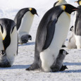 <!-- AddThis Sharing Buttons above -->
                <div class="addthis_toolbox addthis_default_style " addthis:url='https://newstaar.com/emperor-penguin-numbers-higher-than-thought-in-antarctica-based-on-new-satellite-research/355603/'   >
                    <a class="addthis_button_facebook_like" fb:like:layout="button_count"></a>
                    <a class="addthis_button_tweet"></a>
                    <a class="addthis_button_pinterest_pinit"></a>
                    <a class="addthis_counter addthis_pill_style"></a>
                </div>According to a new report from the National Science Foundation, a new study which made use of satellite mapping technology has show scientist that the number of emperor penguins living in Antarctica is actually much higher than previous estimates. The data roughly doubles the number […]<!-- AddThis Sharing Buttons below -->
                <div class="addthis_toolbox addthis_default_style addthis_32x32_style" addthis:url='https://newstaar.com/emperor-penguin-numbers-higher-than-thought-in-antarctica-based-on-new-satellite-research/355603/'  >
                    <a class="addthis_button_preferred_1"></a>
                    <a class="addthis_button_preferred_2"></a>
                    <a class="addthis_button_preferred_3"></a>
                    <a class="addthis_button_preferred_4"></a>
                    <a class="addthis_button_compact"></a>
                    <a class="addthis_counter addthis_bubble_style"></a>
                </div>