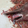 <!-- AddThis Sharing Buttons above -->
                <div class="addthis_toolbox addthis_default_style " addthis:url='https://newstaar.com/goblin-shark-images-flood-the-internet-after-creature-was-caught-last-month/3510604/'   >
                    <a class="addthis_button_facebook_like" fb:like:layout="button_count"></a>
                    <a class="addthis_button_tweet"></a>
                    <a class="addthis_button_pinterest_pinit"></a>
                    <a class="addthis_counter addthis_pill_style"></a>
                </div>Just when you thought you’d seen everything, pictures of something known as a Goblin Shark have turned up online, and are gaining a lot of attention. The Goblin Shark, seen in this image, was reportedly caught in the Gulf of Mexico near Key West on […]<!-- AddThis Sharing Buttons below -->
                <div class="addthis_toolbox addthis_default_style addthis_32x32_style" addthis:url='https://newstaar.com/goblin-shark-images-flood-the-internet-after-creature-was-caught-last-month/3510604/'  >
                    <a class="addthis_button_preferred_1"></a>
                    <a class="addthis_button_preferred_2"></a>
                    <a class="addthis_button_preferred_3"></a>
                    <a class="addthis_button_preferred_4"></a>
                    <a class="addthis_button_compact"></a>
                    <a class="addthis_counter addthis_bubble_style"></a>
                </div>